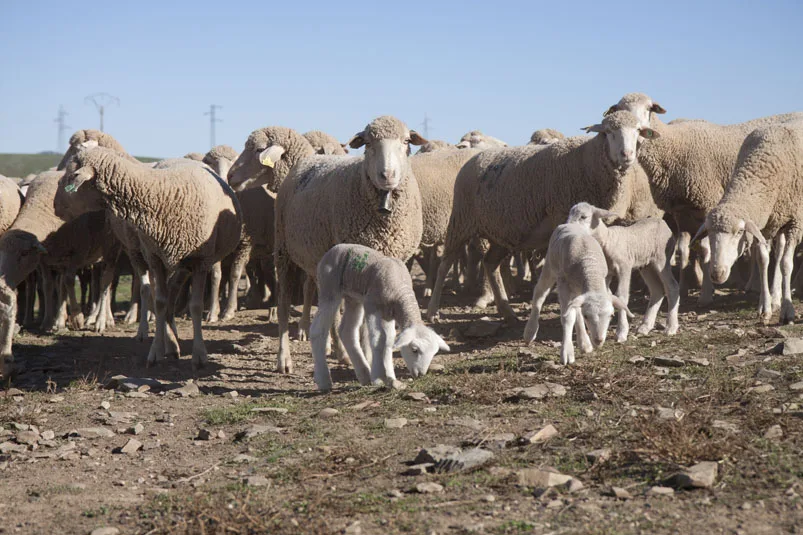 Presentación de «Transhumance by Made in Slow» en el Pitti Immagine Filati (Florencia 2015)