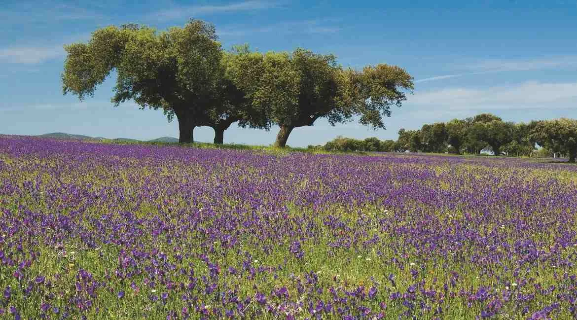 Dehesa cubierta de flores malvas con encinas al fondo-Made in Slow