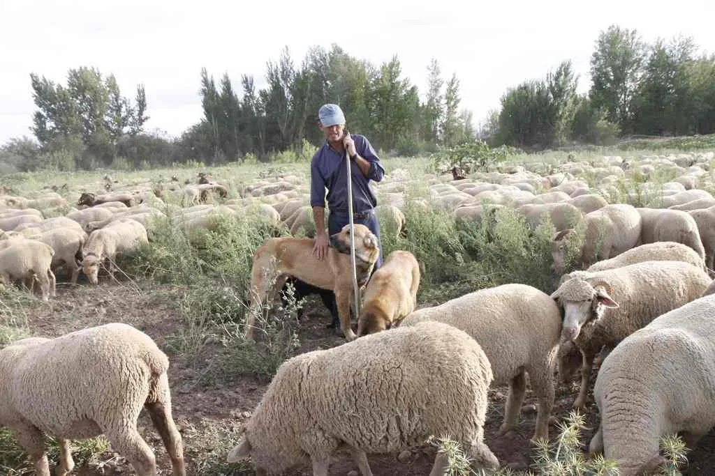 Manuel Moran-pastor trashumante- junto a sus ovejas merinas y mastines en los pastos