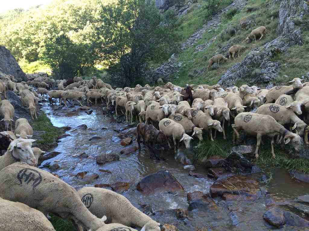 Ovejas merinas trashumantes con perro pastor en los pastos de verano junto al arroyo en los montes