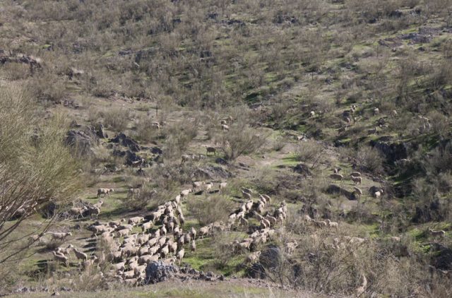 ovejas-merinas-trashumantes-en-el-valle-trazabilidad-made-in-slow ovejas-merinas-trashumantes-en-el-valle-trazabilidad-made-in-slow