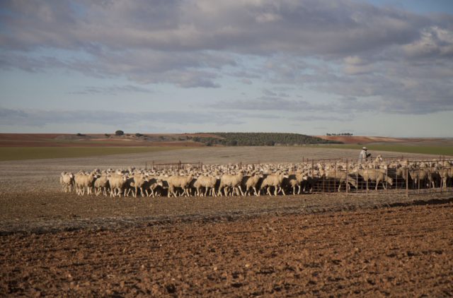 ovejas-merinas-trashumantes-en-las-tierras-de-siembra-de-zamora-trazabilidad-made-in-slow ovejas-merinas-trashumantes-en-las-tierras-de-siembra-de-zamora-trazabilidad-made-in-slow