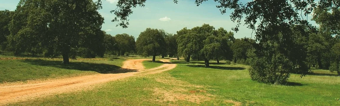 Caminos que se bifurcan en la dehesa extremeña