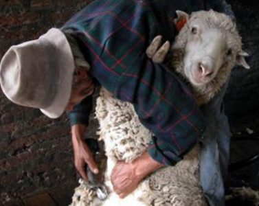 esquilando a la oveja-evolucion del vellon-Made in slow