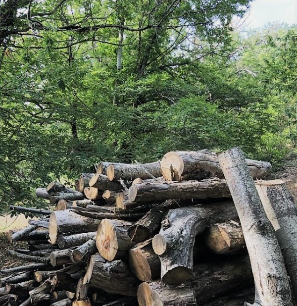 Poda castaño Corullón certificado por PEFC-trazabilidad agujas de punto-made in slow-Las Hidalgas Poda castaño en los sotos de Corullón certificados por PEFC