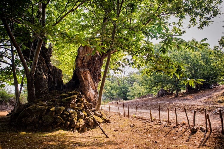Castaño centenario en los bosques de Corullón certificados por PEFC